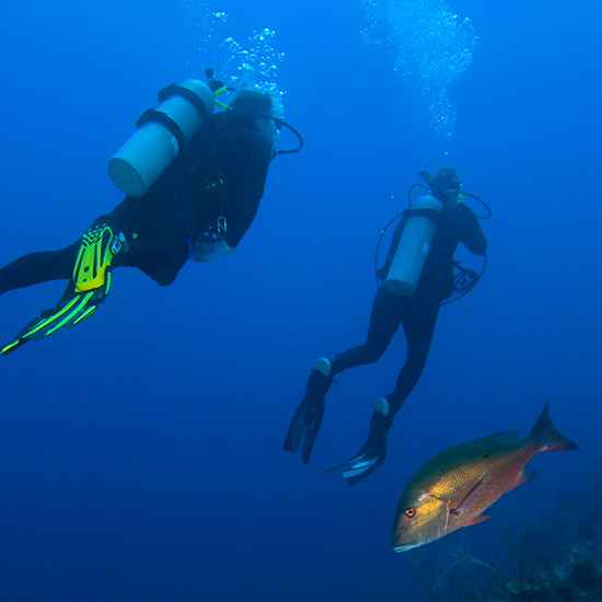 scuba-divers-and-fish