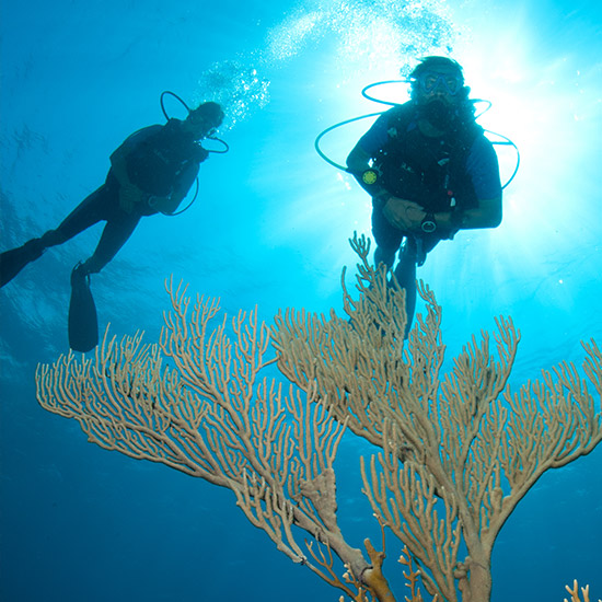 scuba divers