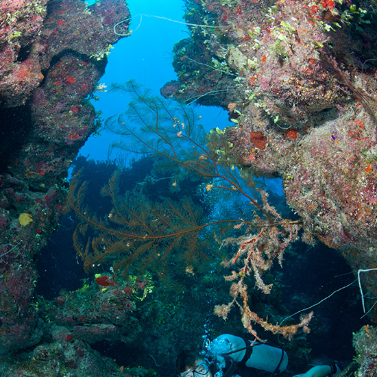 underwater-reef