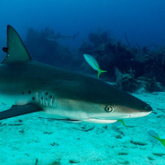 sharks-hanging-out