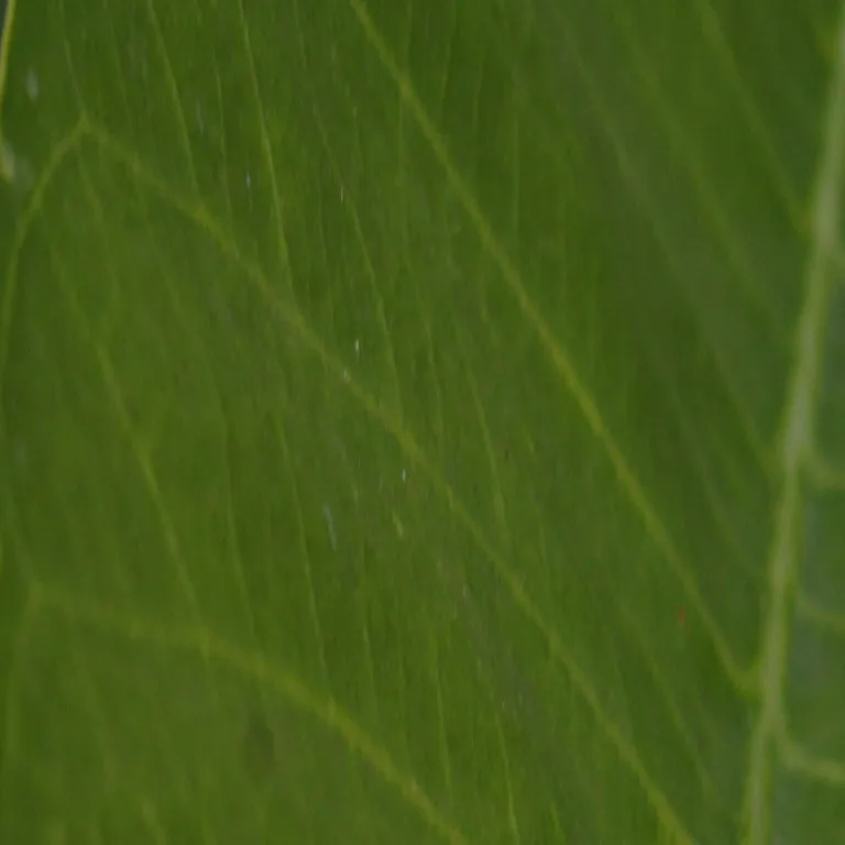 Mobile Background